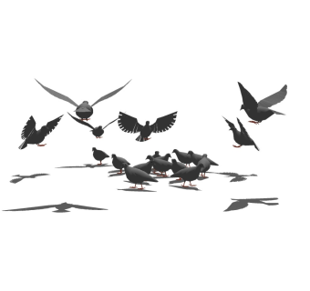 精品动物模型 (77)鸽子